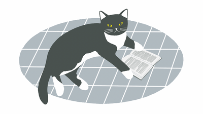 macska szonyeget konyvet olvas