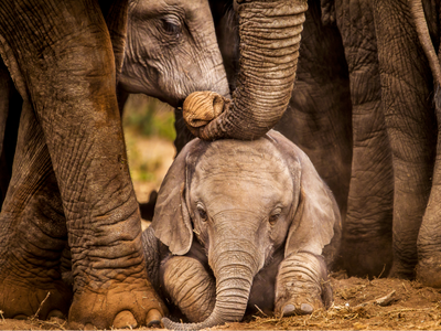 elefántbébi a nagyok védelme alatt
