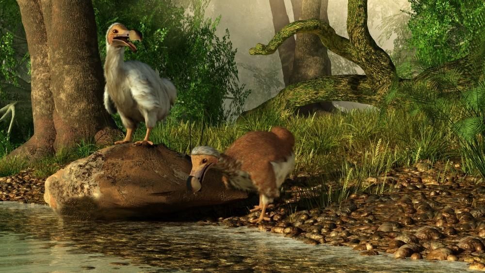 Egy milliárdos cég közelebb került a dodó madarak felélesztéséhez