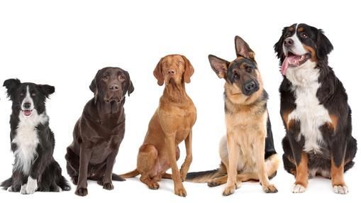 Ez a legokosabb kutyafajta