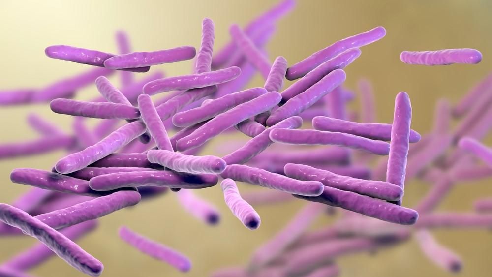 A lepra baktériuma a jövőben számos betegség gyógymódját jelentheti​
