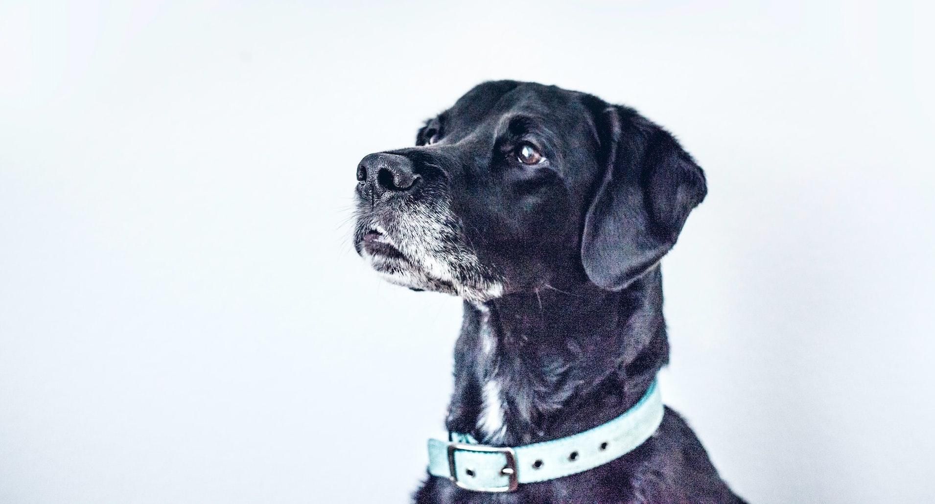 Egy bizonyos dolog előrejelzi a kutyák szellemi hanyatlását