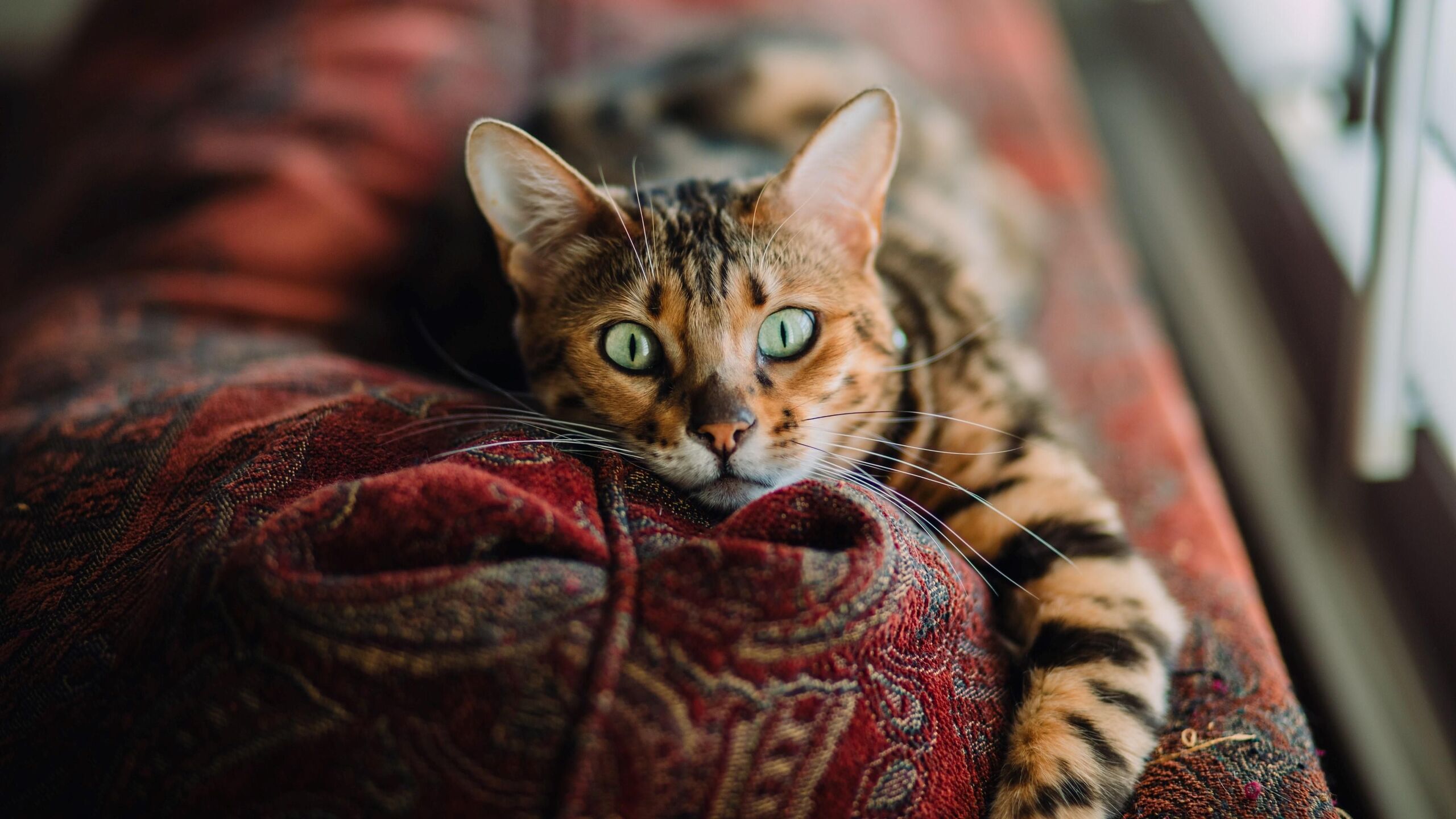 Tudtad, hogy ilyen szuperképességei vannak a macskádnak?