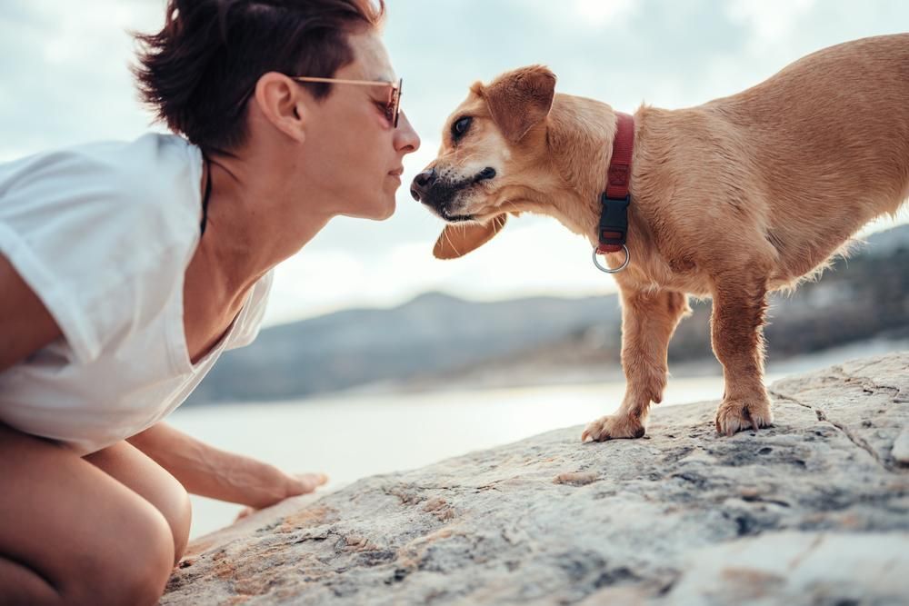 A kutyád képes kiszagolni, ha stresszes vagy
