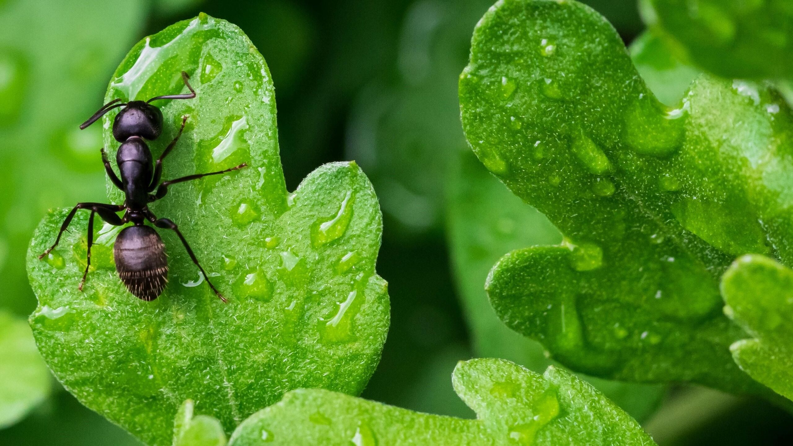 Hány hangya él a Földön? Hátborzongató eredményt közöltek​