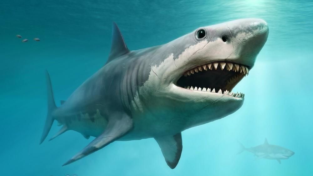 Lemodellezték a megalodont — ilyen gyorsan enne meg egy delfint