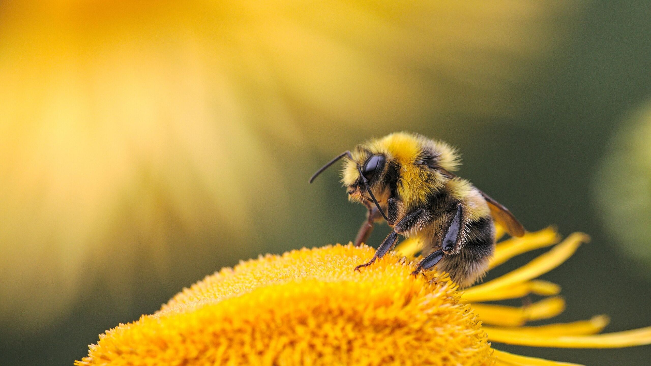 A méhek teste eldeformálódik — ilyen hatása van a klímaváltozásnak