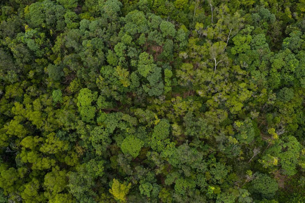Több mint 60%-kal csökkent az egy főre jutó erdőterület