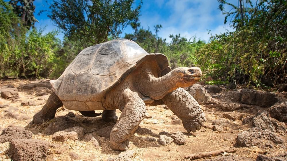 Rejtély megfejtve: ezért élnek 100 évnél is tovább a teknősök​