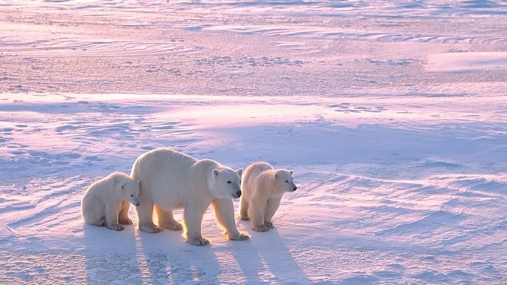 Szokatlan helyen bukkantak egy eddig ismeretlen jegesmedve-populációra