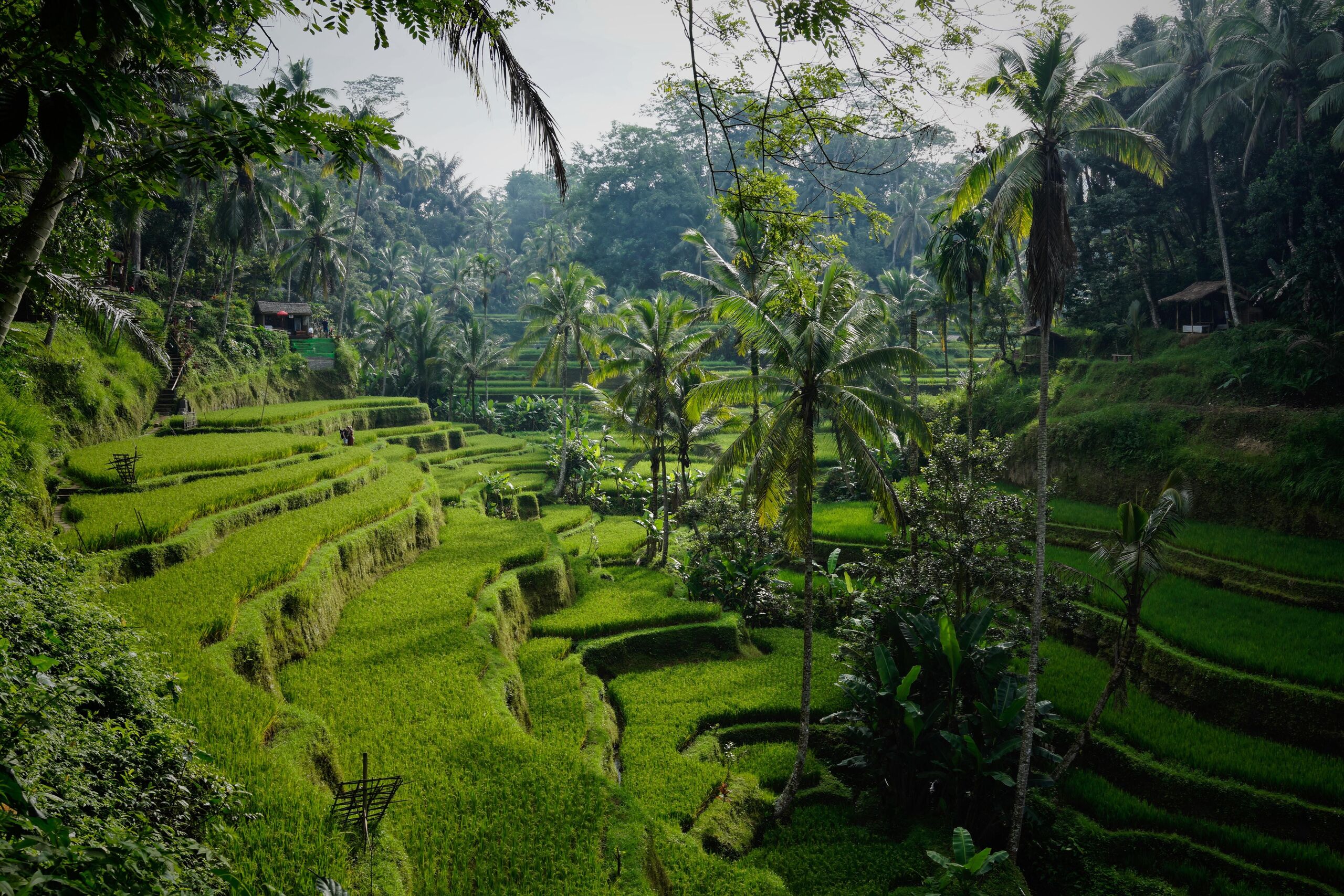 A zöld 50 árnyalata – Bali beszámoló