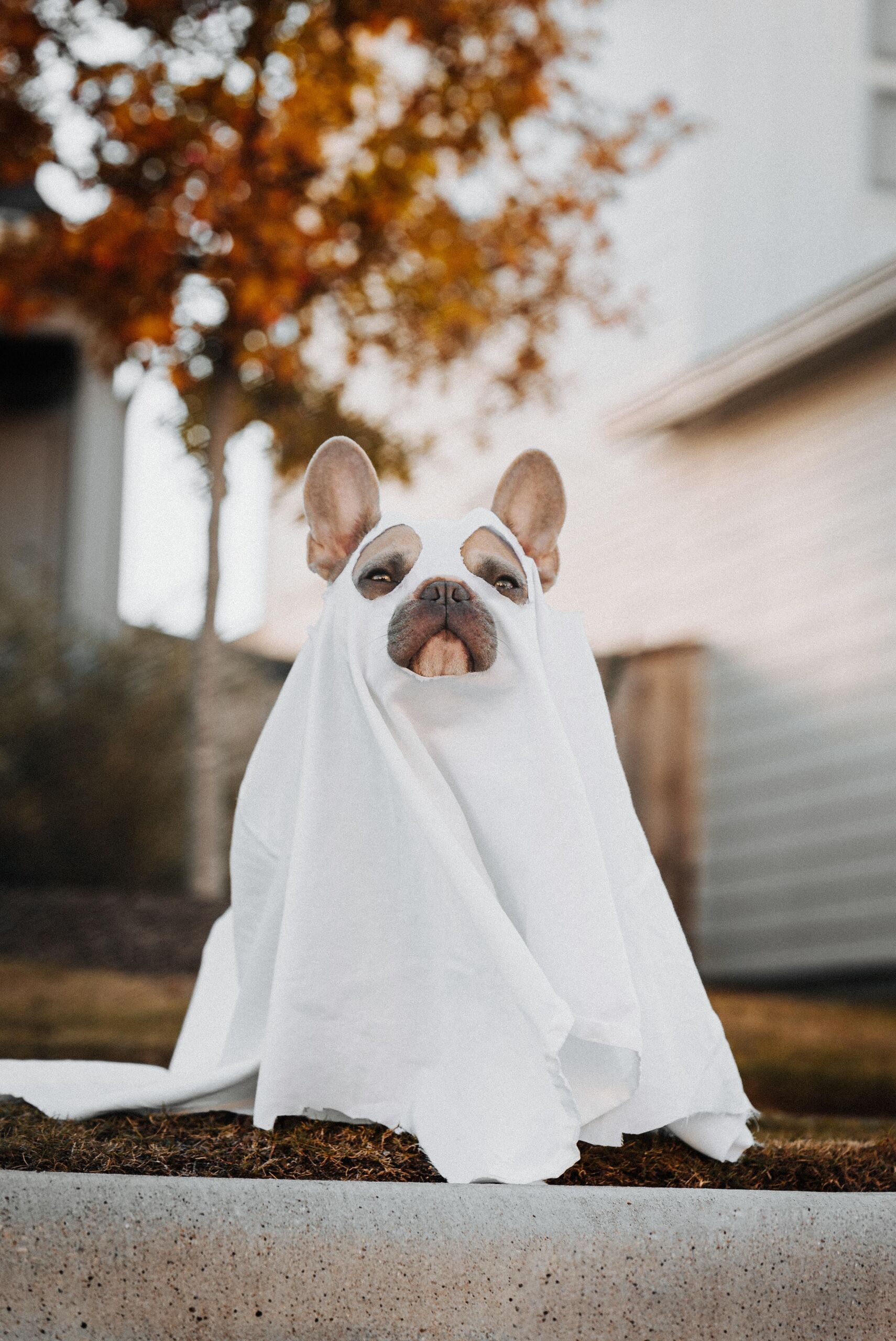 5 film, ami halloweeni hangulatba varázsol