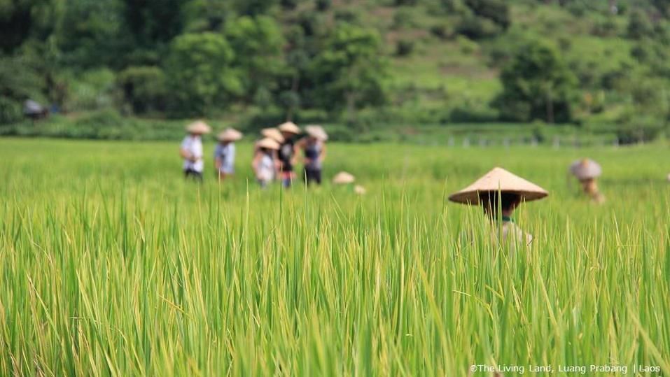 Ezen a laoszi farmon rizstermesztést tanulhatunk a helyiektől