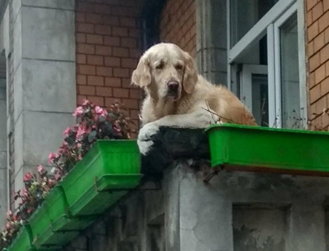 Erkélyen üldögélő kutya az első számú látványossága egy lengyel városnak