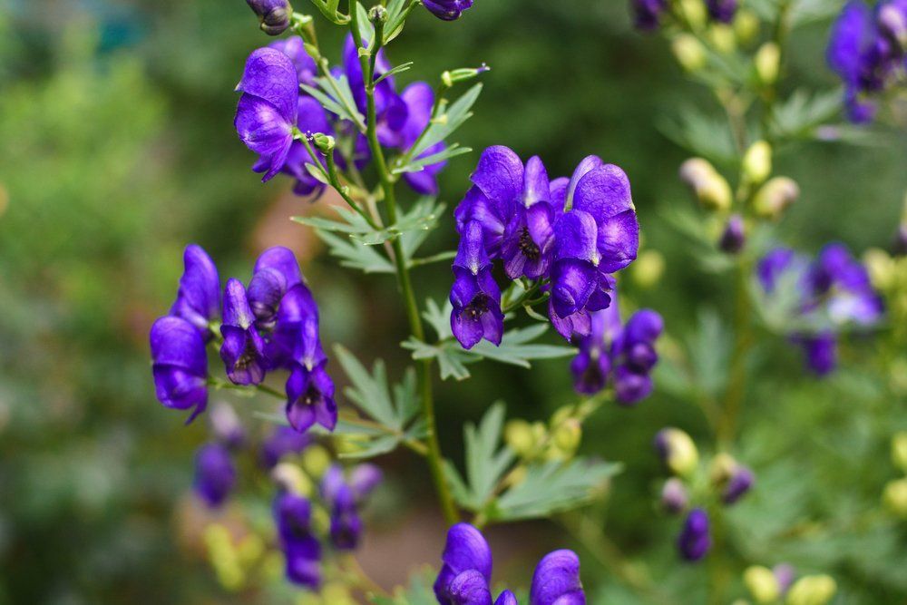 Vigyázz ezzel a dísznövénnyel, mert mérgező