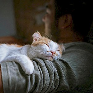 tache/Shutterstock