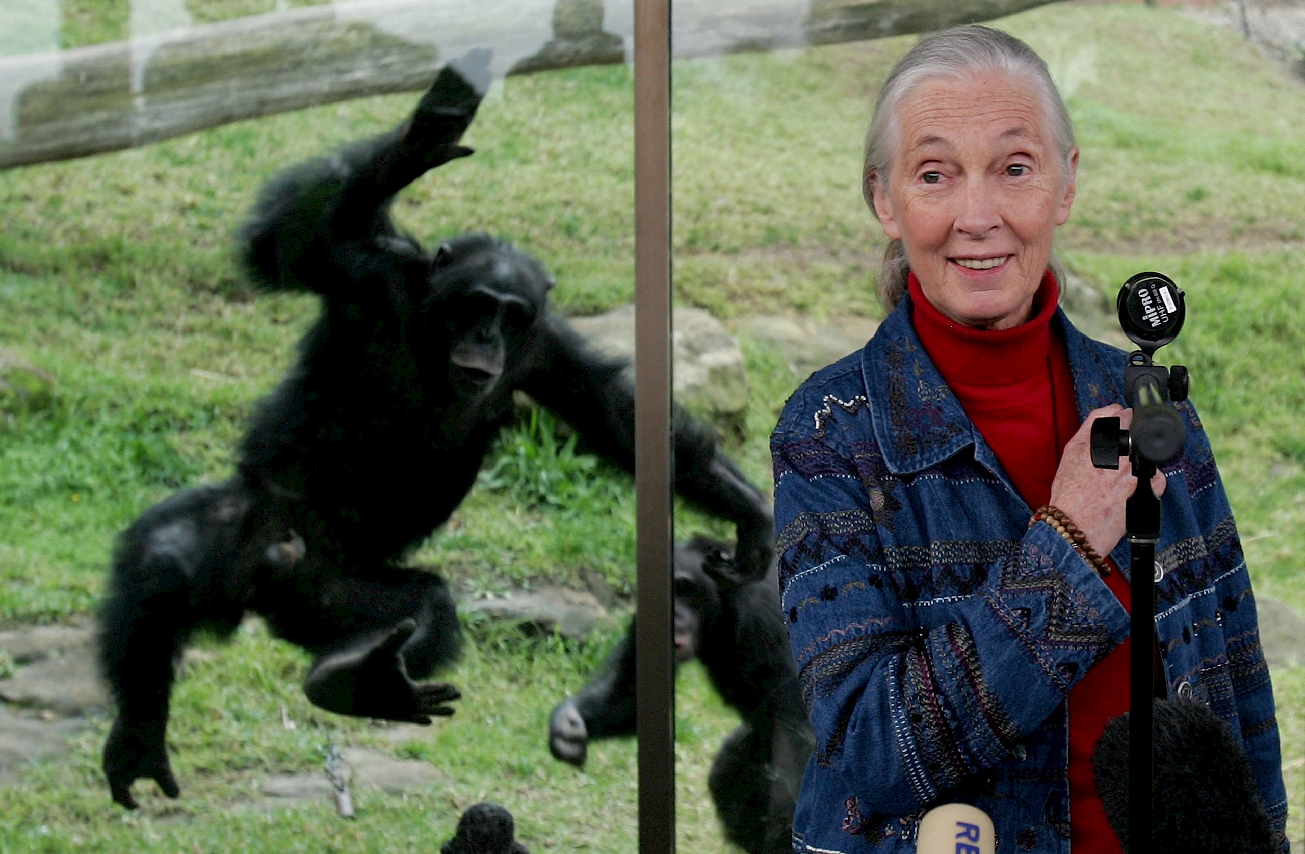 Jane Goodall 9 fontos üzenete, ami reményt adhat a jövőre