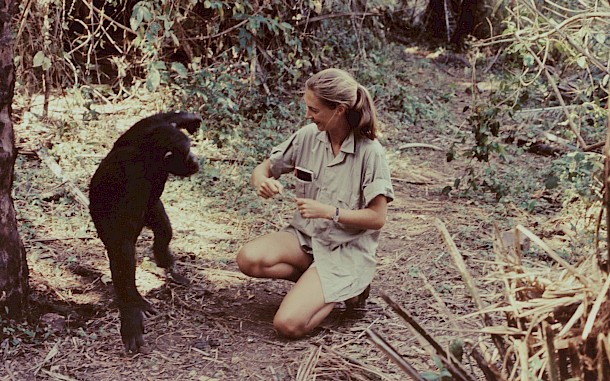 Jane Goodall 1965-ben a Gombe Nemzeti Parkban csimpánzmegfigyelés közben / CBS via Getty Images
