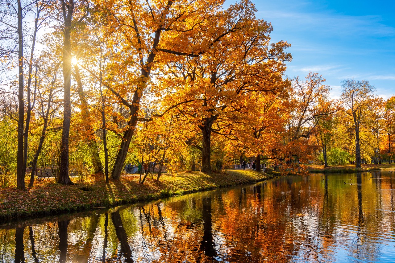 Csak nagyon keveseknek sikerül 10 másodperc alatt megoldani ezt az őszi rejtvényt