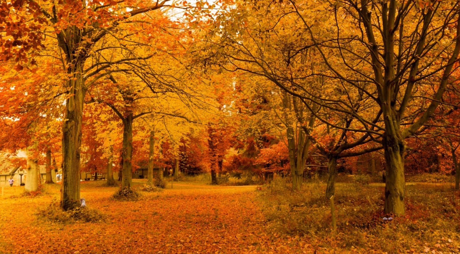Csak nagyon keveseknek sikerül 10 másodperc alatt megoldani ezt az őszi rejtvényt