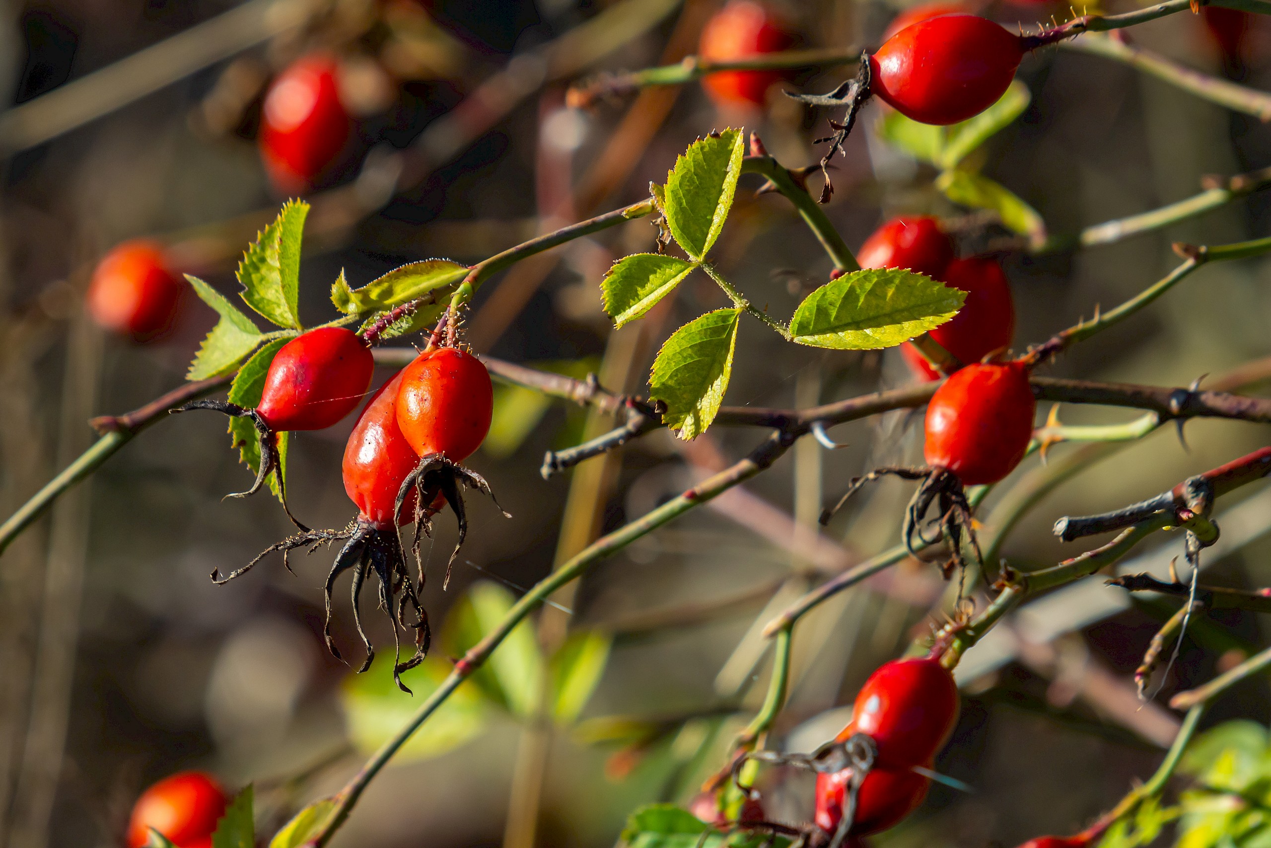 Drágán árulják, az erdőben azonban könnyen hozzájutunk ehhez a szuper immunerősítőhöz