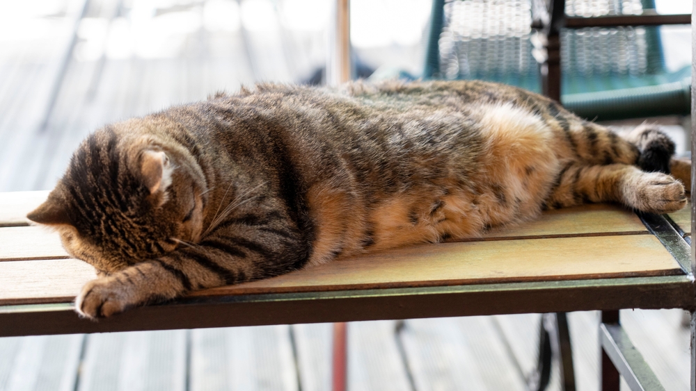 Rejtélyes macskaszokás: ezért rejti el az arcát alvás közben háziállatunk