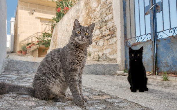 Katho Menden/Shutterstock