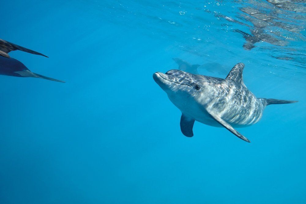 A delfinek valójában ugyanazért mosolyognak egymásra, mint mi