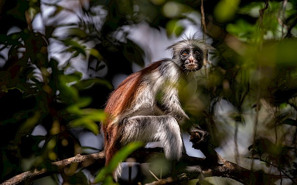 Prokop Harazim/Shutterstock