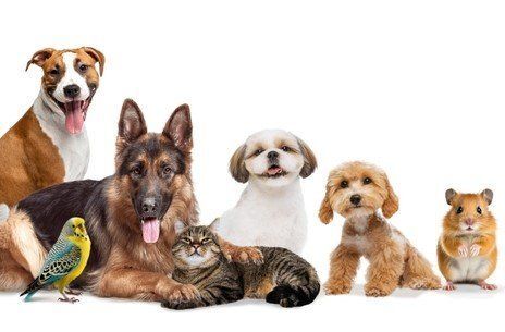 Egy háziállat tartása megduplázhatja a skizofrénia kockázatát