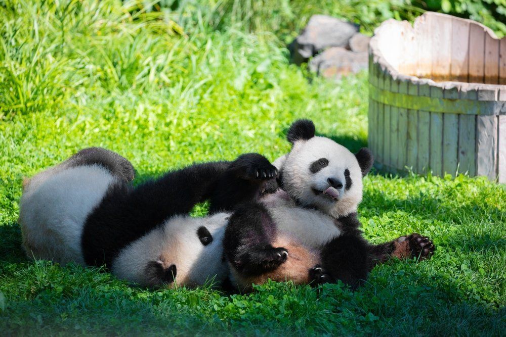 Egy állatkert elismerte, hogy a pandáik befestett kutyák – videó!