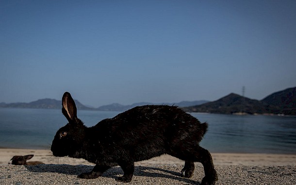 Chris McGrath/Getty Images