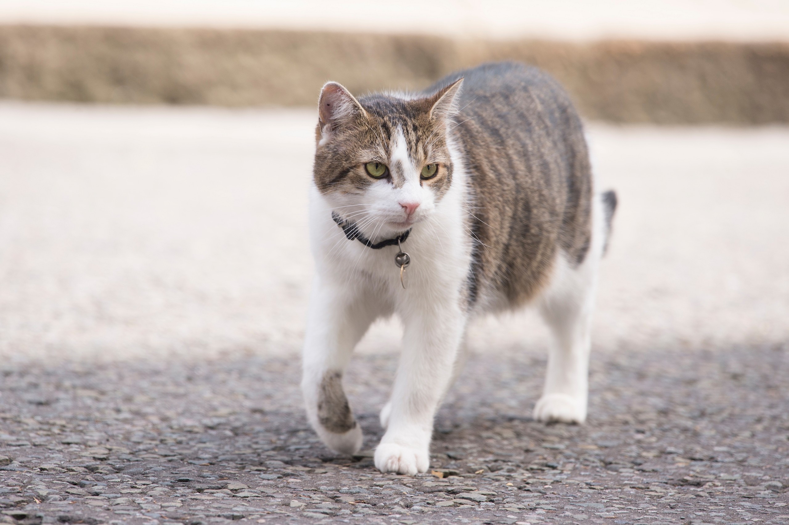 Larry, a britek kedvenc macskája 15 éve szolgálja a kormányfőket