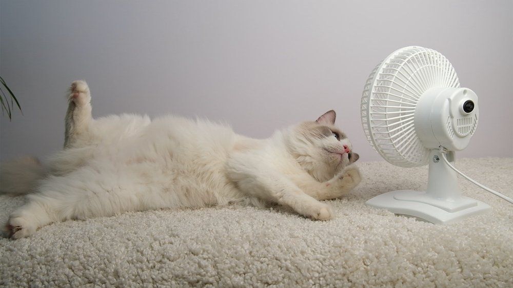 Ventilátorral alszol? Komoly egészségügyi gondokat okozhat