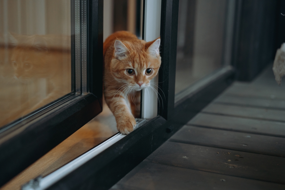 Sok gazdi elköveti ezt a hibát – pedig évekkel megrövidítheti a macskánk életét