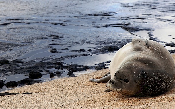 Matthew Thomas Nicholson/Shutterstock