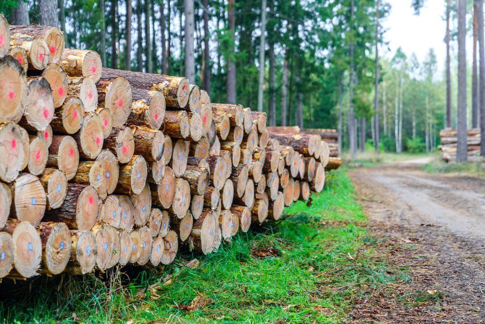 Évente több száz millió fát vágnak ki egy divatipari anyag előállításához