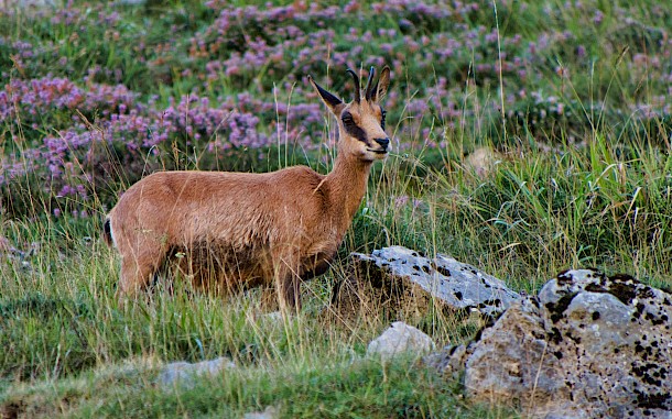 jmagfoto/Shutterstock