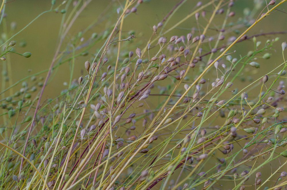 Egyszerű gazként tekintünk erre a roppant fontos növényre