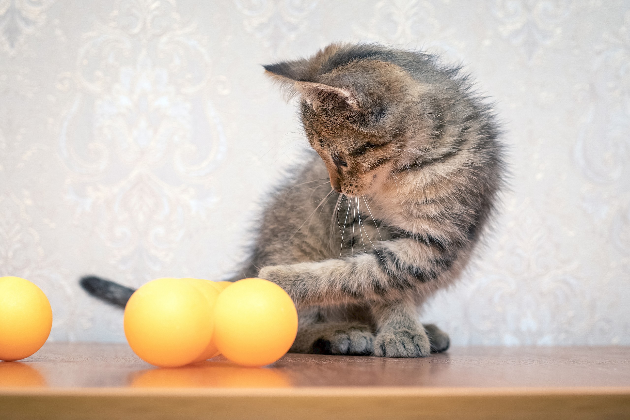 Szándékosan csinálják? Ezért lökik le a macskák a tárgyakat