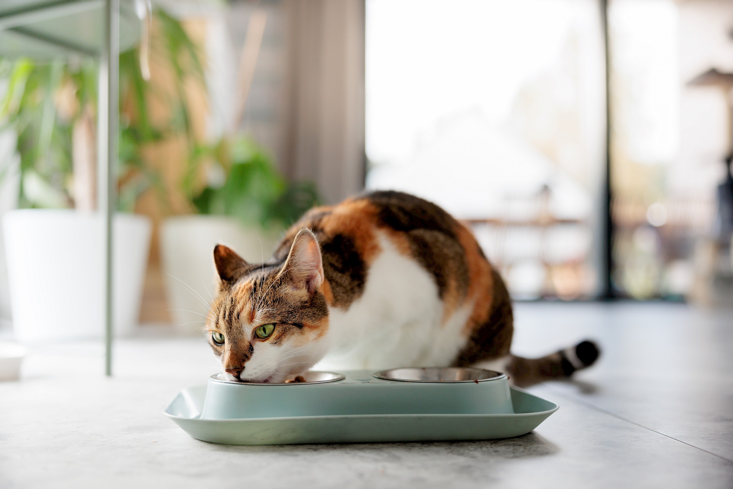 Kiderült, miért hagyják ott hirtelen az ételüket a macskák