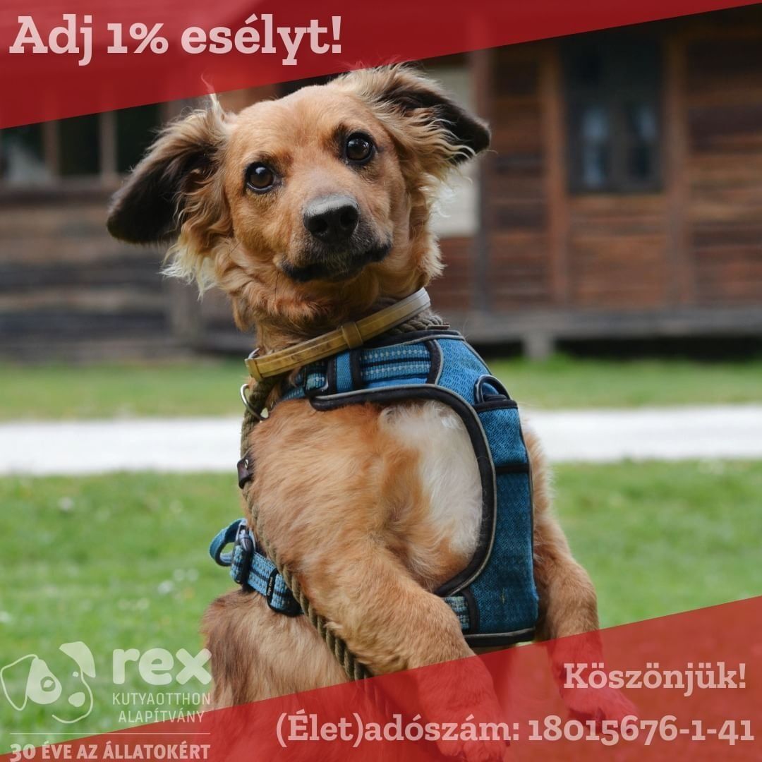 Rex Kutyaotthon Alapítvány – Adj 1% esélyt!