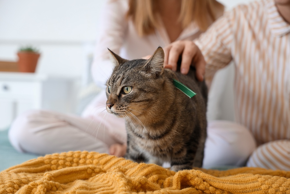 Ezért sétál el a macskád, amikor meg akarod simogatni
