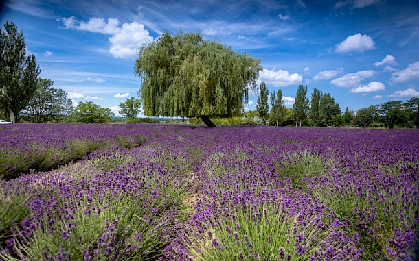 Devalro/Shutterstock