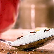 RHJPhtotos/Shutterstock