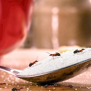 RHJPhtotos/Shutterstock