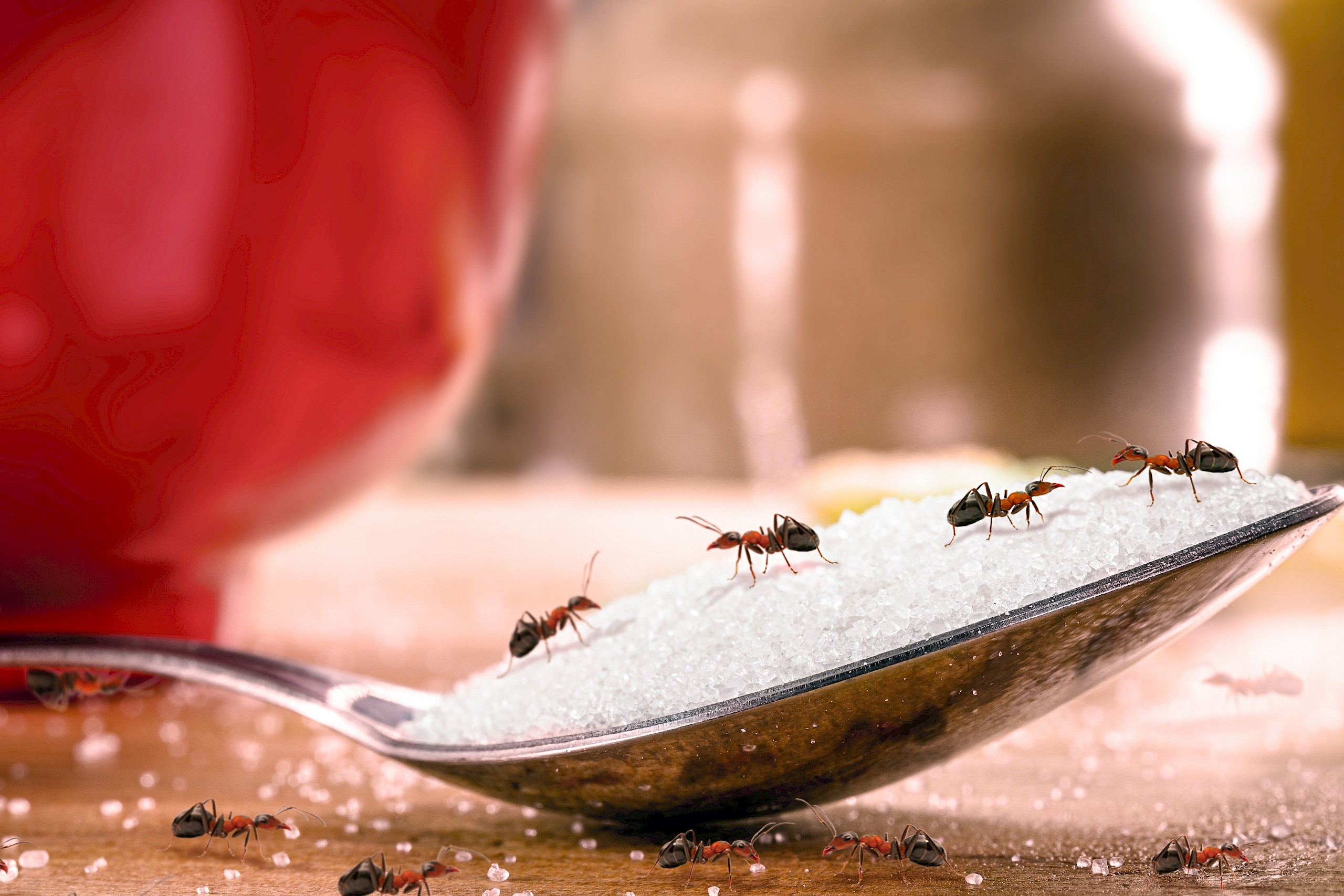 Hangyákkal díszítette a desszertet – börtön várhat a Michelin-csillagos séfre