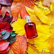 vittoria_vittoria/Shutterstock