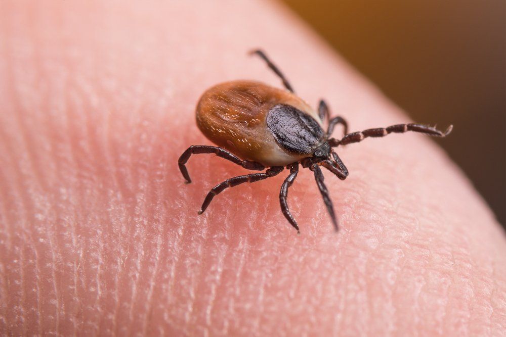 A Lyme-kór 4 meglepő tünete, amiket nem szabad figyelmen kívül hagyni