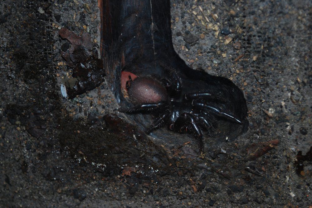 A világ leghalálosabb pókja hangulatától függően meg tudja változtatni a mérgét